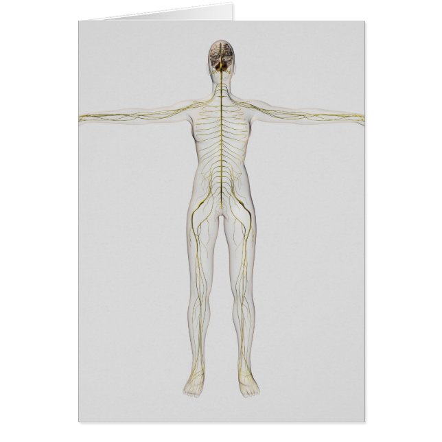 Illustration Médicale Du Système Nerveux Humain (Devant)