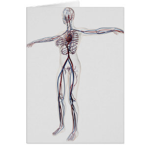 Illustration Médicale : Système circulatoire fémin