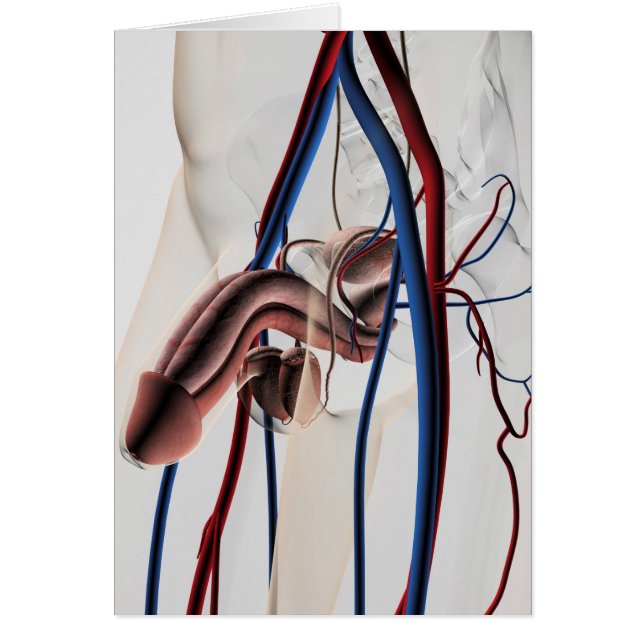 Illustration Médicale : Système de reproduction ma (Devant)