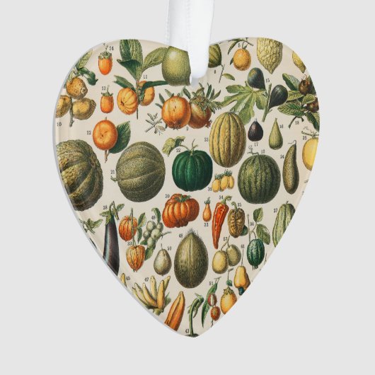 Illustration scientifique végétale des fruits (devant)