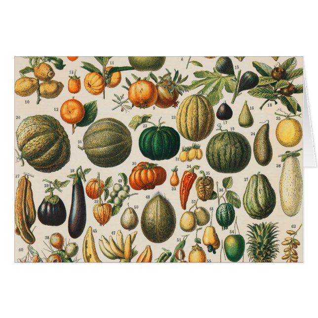 Illustration scientifique végétale des fruits (Devant horizontal)