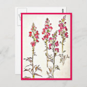 Illustration Vintage Carte Postale-Beatrix Potter  (Devant / Derrière)