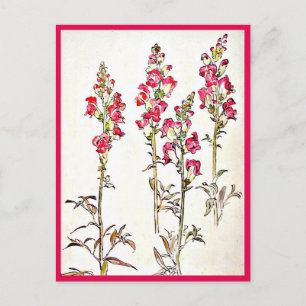 Illustration Vintage Carte Postale-Beatrix Potter 