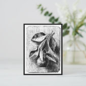 Illustration Vintage Carte Postale-Beatrix Potter  (Debout devant)