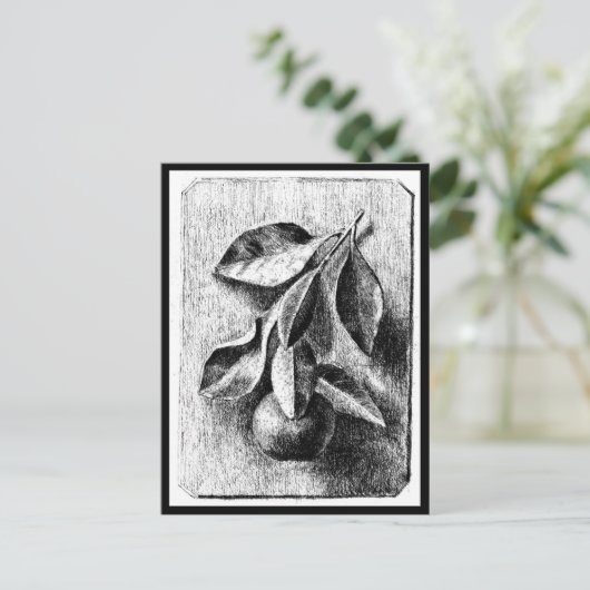 Illustration Vintage Carte Postale-Beatrix Potter  (Debout devant)