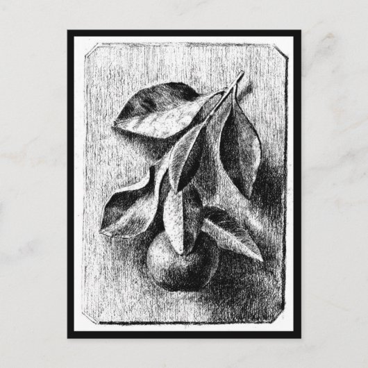 Illustration Vintage Carte Postale-Beatrix Potter  (Devant)