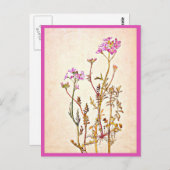 Illustration Vintage Carte Postale-Beatrix Potter (Devant / Derrière)