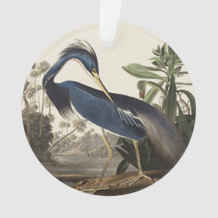 Illustration vintage d'Audubon de l'aigrette de Lo