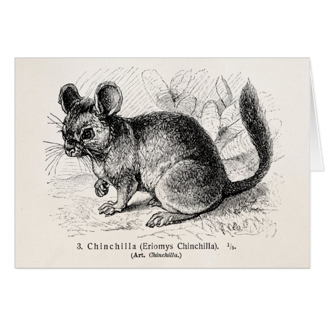Illustration vintage de chinchillas de chinchilla (Devant horizontal)
