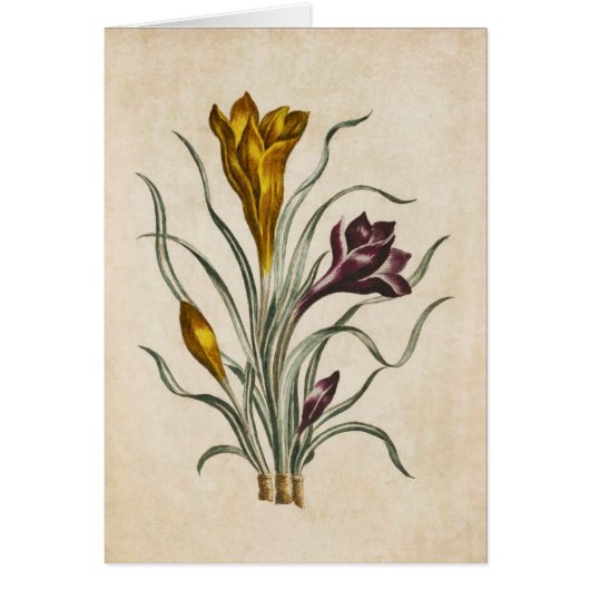 Illustration vintage de Crocus floral botanique (Devant)