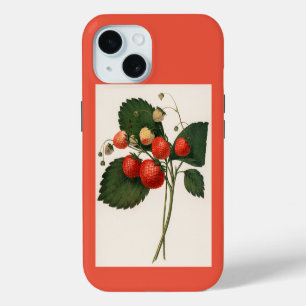 Illustration vintage de fraise de Boston Pine