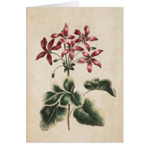 Illustration vintage de géranium végétal