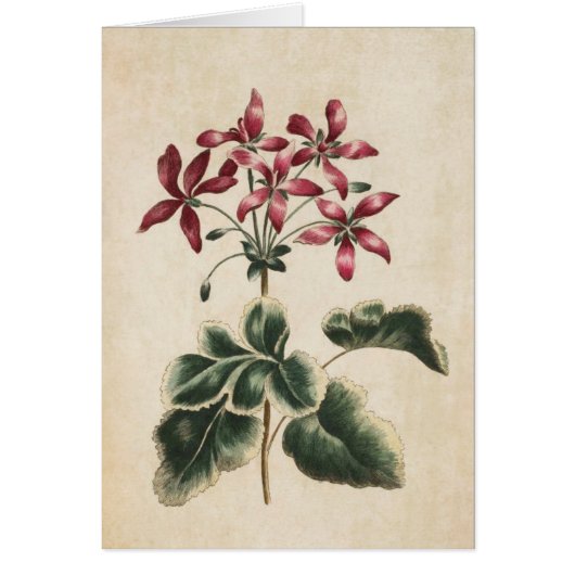 Illustration vintage de géranium végétal (Devant)