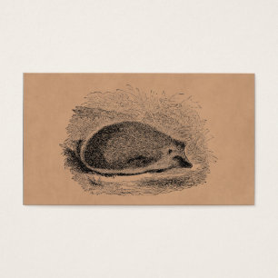 Illustration vintage de hérissons de 1800s de