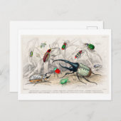 Illustration vintage de la carte postale des coléo (Devant / Derrière)