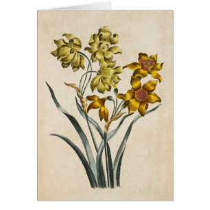 Illustration vintage de la florale botanique Jonqu