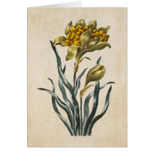 Illustration vintage de la jonquille florale botan