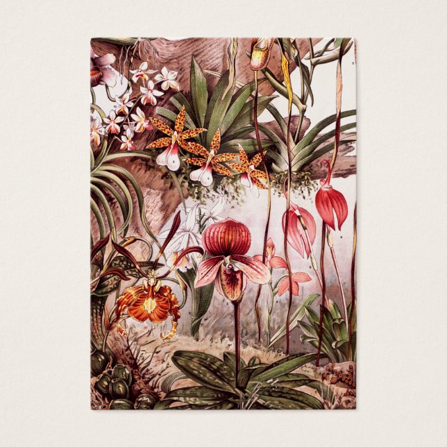 Illustration vintage de la variété orchidée 1911 (Devant)