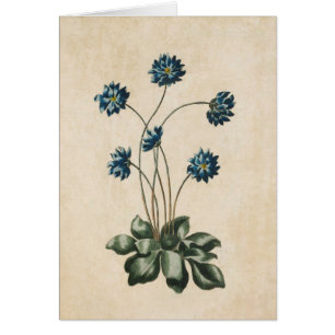 Illustration vintage de l'Hypatique Florale