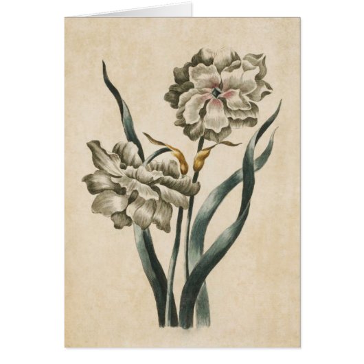 Illustration vintage de Narcisse florale (Devant)