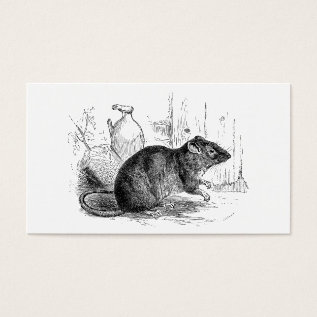 Illustration vintage des années 1800 Rats de grang (Devant)