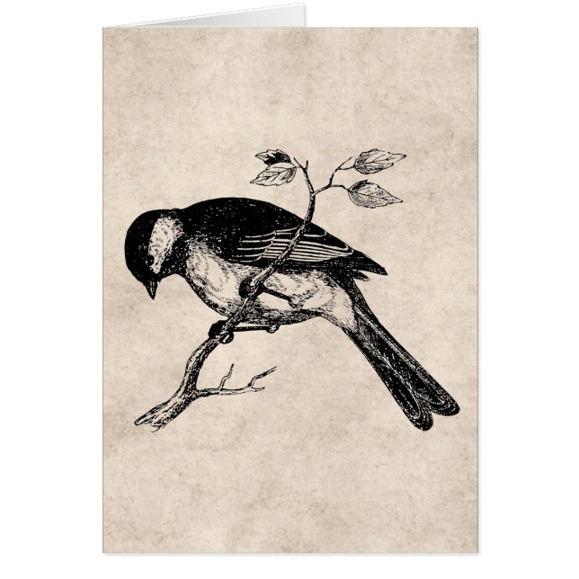 Illustration vintage d'oiseau de chanson - oiseaux (Devant)