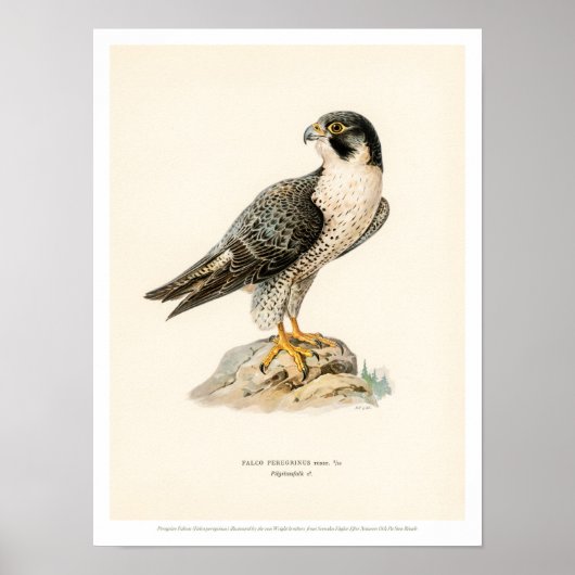 Illustration vintage d'oiseaux - Poster du faucon (Devant)