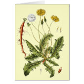 Illustration vintage du Dandelion (Devant)