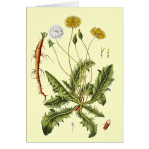 Illustration vintage du Dandelion
