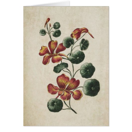 Illustration vintage du Nasturtium floral (Devant)