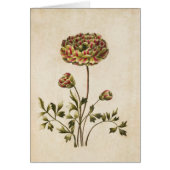 Illustration vintage du ranunculus végétal (Devant)