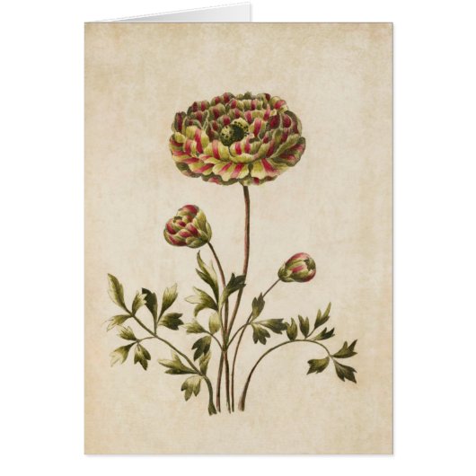 Illustration vintage du ranunculus végétal (Devant)