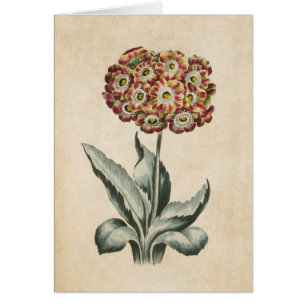 Illustration vintage Florale Auriculaire