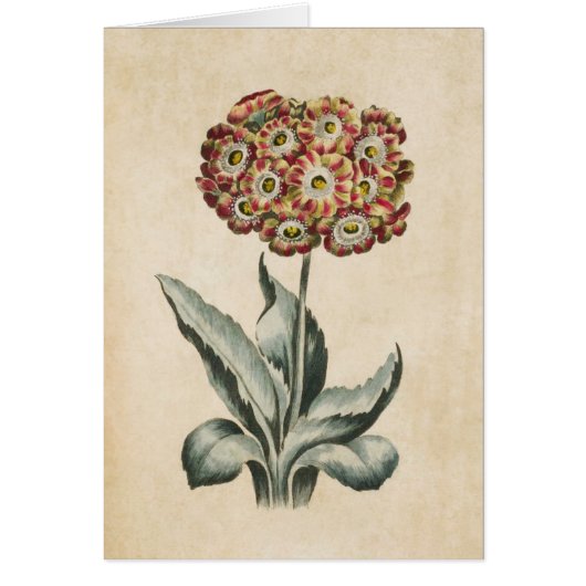 Illustration vintage Florale Auriculaire (Devant)