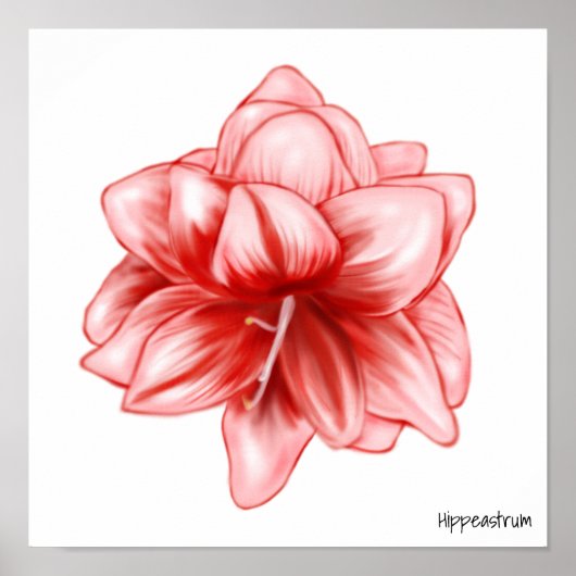 Illustreerde roze en witte amaryllis poster (Voorkant)