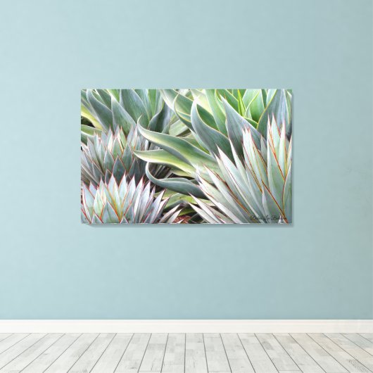 Image Agave 'Blue Glow', 'Blue Flame', impression  (Insitu (Plancher de Bois))