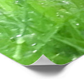 Image Blackbird pour poster (Coin)