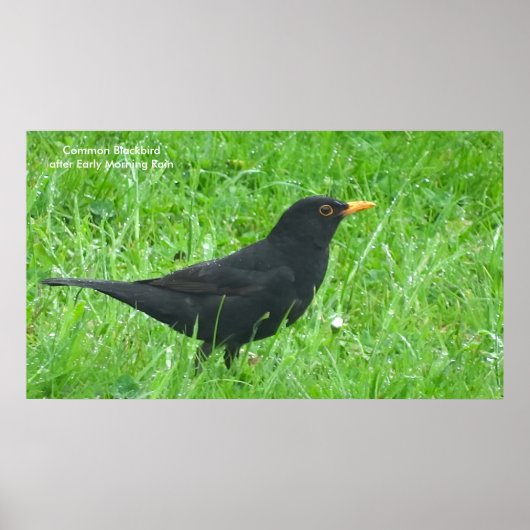 Image Blackbird pour poster (Devant)