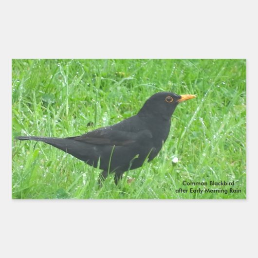Image Blackbird pour Stickers Rectangle, brillant (Devant)
