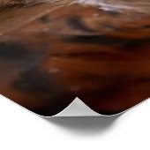 Image Buzzard pour Poster (Coin)