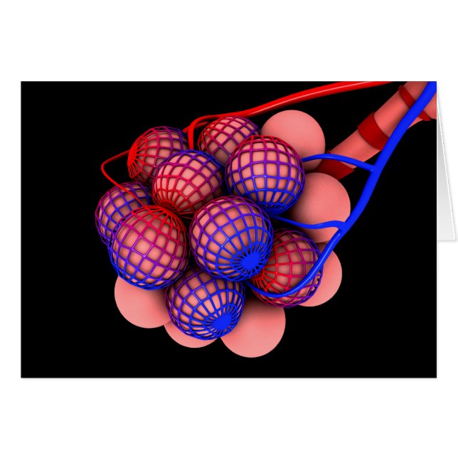 Image Conceptuelle D'Alveoli 1 (Devant horizontal)