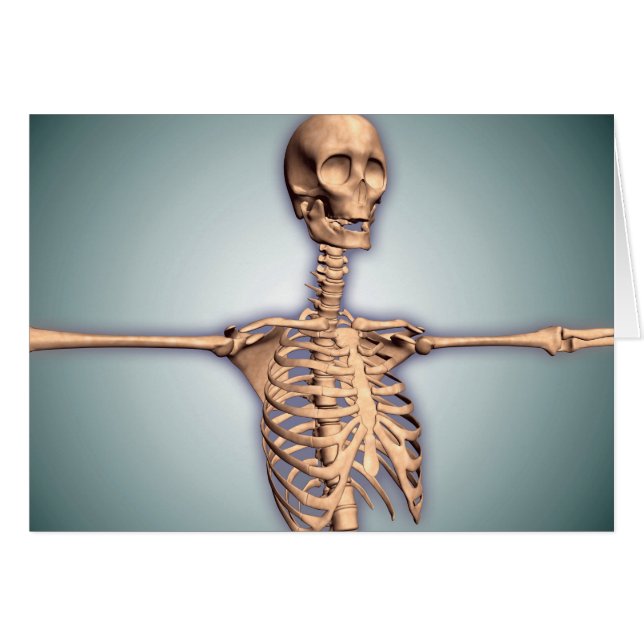 Image Conceptuelle De La Cage Des Ribs Humains Et  (Devant horizontal)