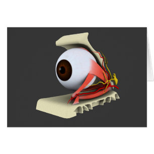 Image conceptuelle de l'anatomie 6 d'oeil humain