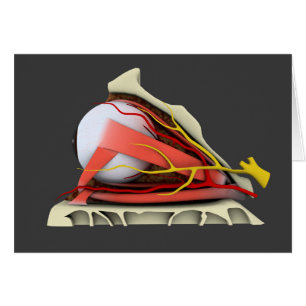 Image Conceptuelle De L'Anatomie Des Yeux Humains 