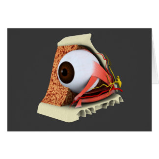 Image Conceptuelle De L'Anatomie Des Yeux Humains 