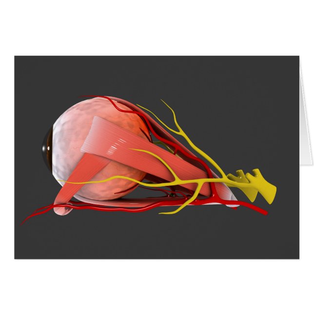 Image Conceptuelle De L'Anatomie Des Yeux Humains  (Devant horizontal)