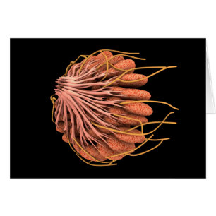 Image Conceptuelle De L'Anatomie Du Sein Féminin