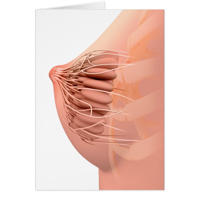 Image Conceptuelle De L'Anatomie Du Sein Féminin 2 (Devant)