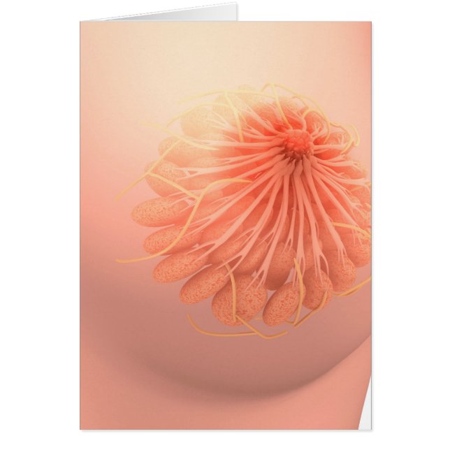 Image Conceptuelle De L'Anatomie Du Sein Féminin 3 (Devant)