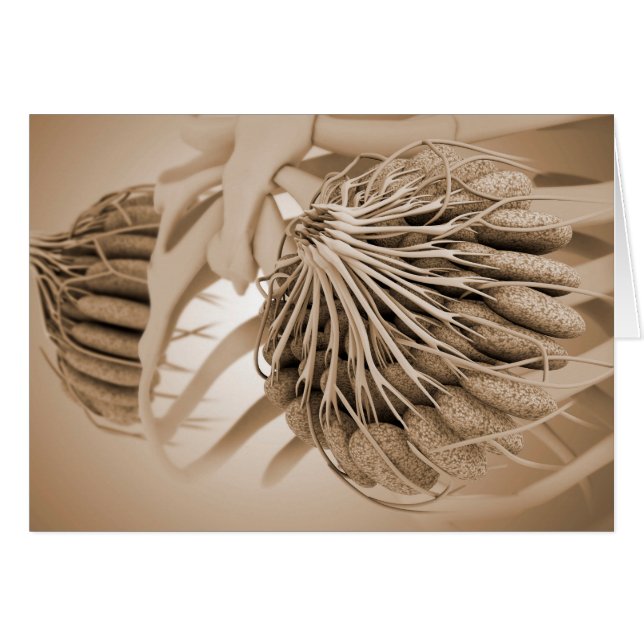 Image Conceptuelle De L'Anatomie Du Sein Féminin 5 (Devant horizontal)